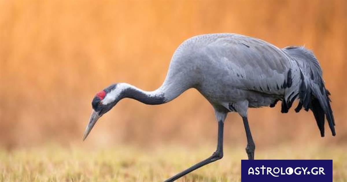 Διάβασε ΔΩΡΕΑΝ την προσωπική σου πρόβλεψη, για σήμερα 29/10/2022