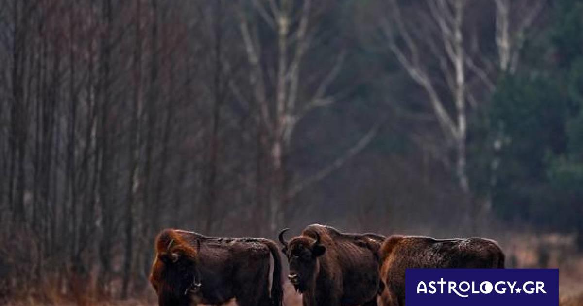 Διάβασε ΔΩΡΕΑΝ την προσωπική σου πρόβλεψη, για σήμερα 09/11/2022