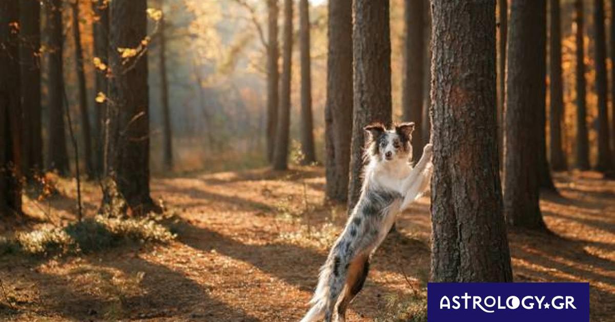 Διάβασε ΔΩΡΕΑΝ την προσωπική σου πρόβλεψη, για σήμερα 11/11/2022