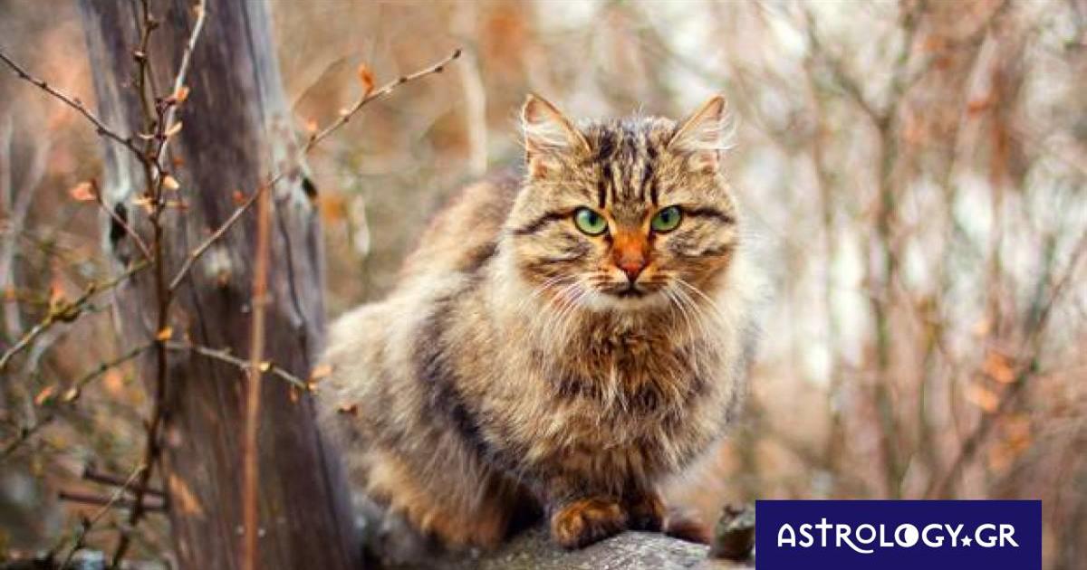 Διάβασε ΔΩΡΕΑΝ την προσωπική σου πρόβλεψη, για σήμερα 15/11/2022