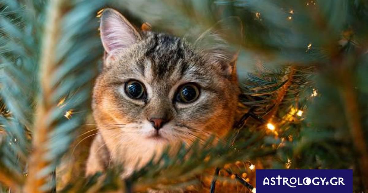 Διάβασε ΔΩΡΕΑΝ την προσωπική σου πρόβλεψη, για σήμερα 25/12/2022