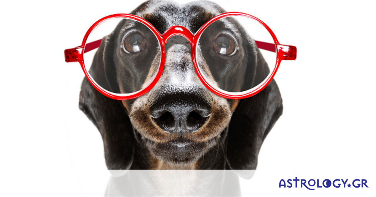 Αυτά τα 4 ζώδια μόνιμα παριστάνουν τα χαζά, για τους δικούς τους λόγους!