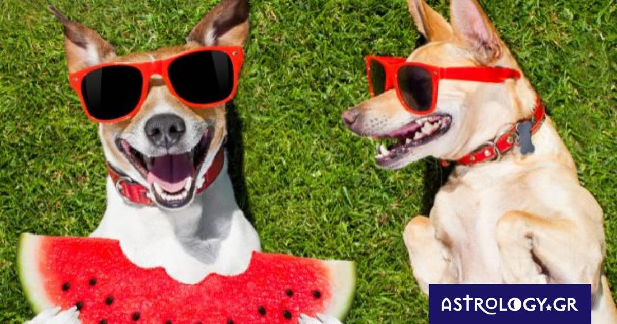 Αυτά τα ζώδια δε ζηλεύουν τίποτα και κανέναν