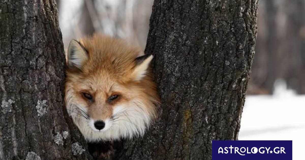 Διάβασε ΔΩΡΕΑΝ την προσωπική σου πρόβλεψη, για σήμερα 11/01/2023