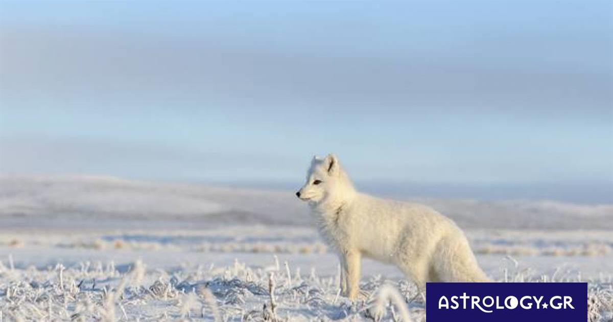 Διάβασε ΔΩΡΕΑΝ την προσωπική σου πρόβλεψη, για σήμερα 29/01/2023