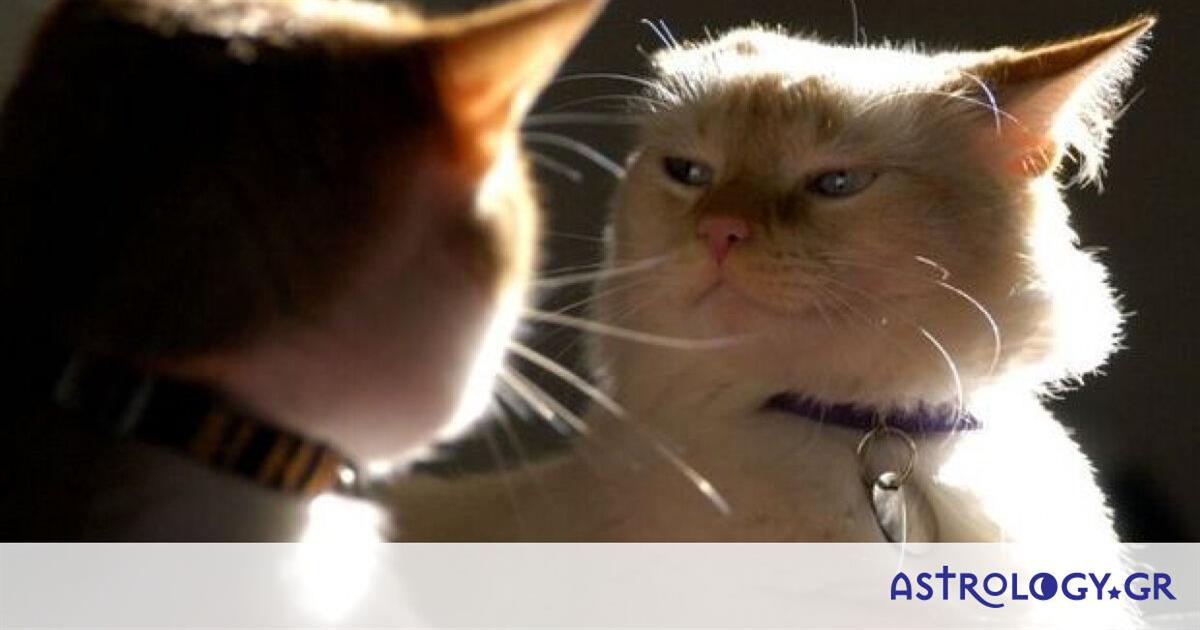 Παραδέξου το! Σε αυτό το ζώδιο θα ήθελες να κάνεις μεγάλο κακό!