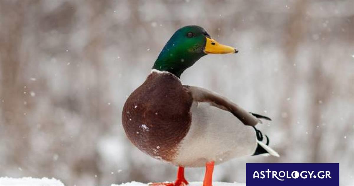 Διάβασε ΔΩΡΕΑΝ την προσωπική σου πρόβλεψη, για σήμερα 09/02/2023