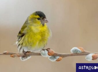 Διάβασε ΔΩΡΕΑΝ την προσωπική σου πρόβλεψη, για σήμερα 13/03/2023