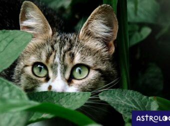 Διάβασε ΔΩΡΕΑΝ την προσωπική σου πρόβλεψη, για σήμερα 01/04/2023