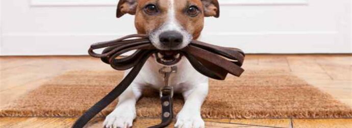 Τι μπορείς να μάθεις από ένα… σκύλο, ανάλογα με το ζώδιό σου!