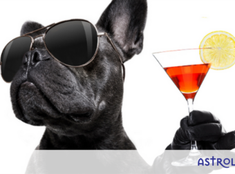 Τα 4 πιο cool κι ατάραχα ζώδια!