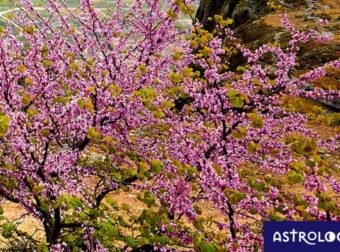 Διάβασε ΔΩΡΕΑΝ την προσωπική σου πρόβλεψη, για σήμερα 17/05/2023