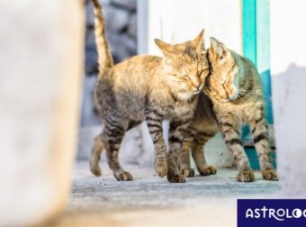 Διάβασε ΔΩΡΕΑΝ την προσωπική σου πρόβλεψη, για σήμερα 06/07/2023