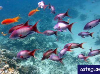 Διάβασε ΔΩΡΕΑΝ την προσωπική σου πρόβλεψη, για σήμερα 19/07/2023