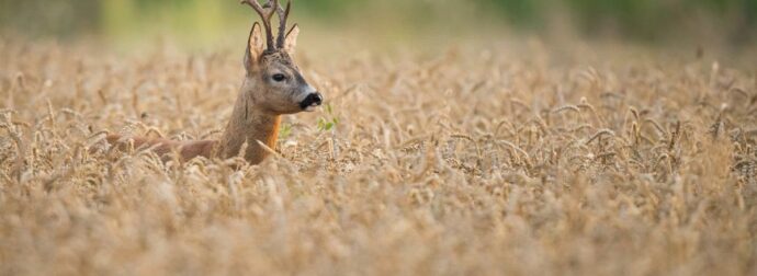 Διάβασε ΔΩΡΕΑΝ την προσωπική σου πρόβλεψη, για σήμερα 06/08/2023