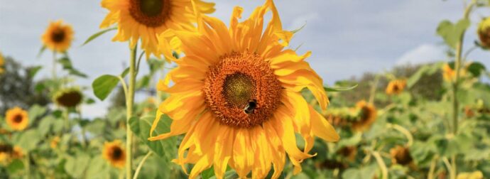Διάβασε ΔΩΡΕΑΝ την προσωπική σου πρόβλεψη, για σήμερα 20/08/2023