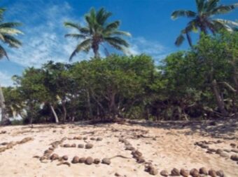 Έπος: Έτσι θα αντιδρούσαν τα ζώδια αν ήταν ναυαγοί!