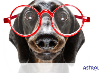 Αυτά τα 4 ζώδια μόνιμα παριστάνουν τα χαζά, για τους δικούς τους λόγους!