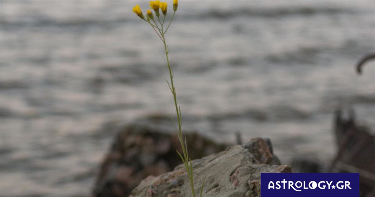 Δύο ζώδια που θα πρέπει να επιμείνουν πολύ σήμερα, 28/10