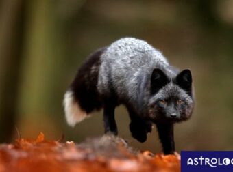 Διάβασε ΔΩΡΕΑΝ την προσωπική σου πρόβλεψη, για σήμερα 07/10/2023