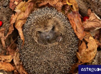Διάβασε ΔΩΡΕΑΝ την προσωπική σου πρόβλεψη, για σήμερα 25/10/2023
