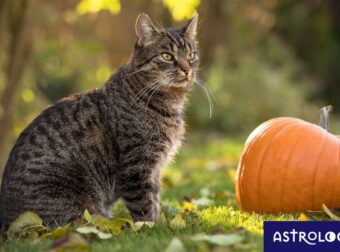 Διάβασε ΔΩΡΕΑΝ την προσωπική σου πρόβλεψη, για σήμερα 31/10/2023