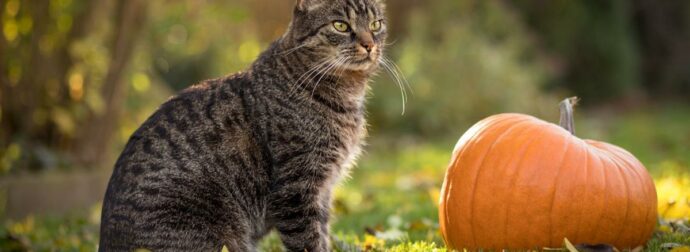 Διάβασε ΔΩΡΕΑΝ την προσωπική σου πρόβλεψη, για σήμερα 31/10/2023