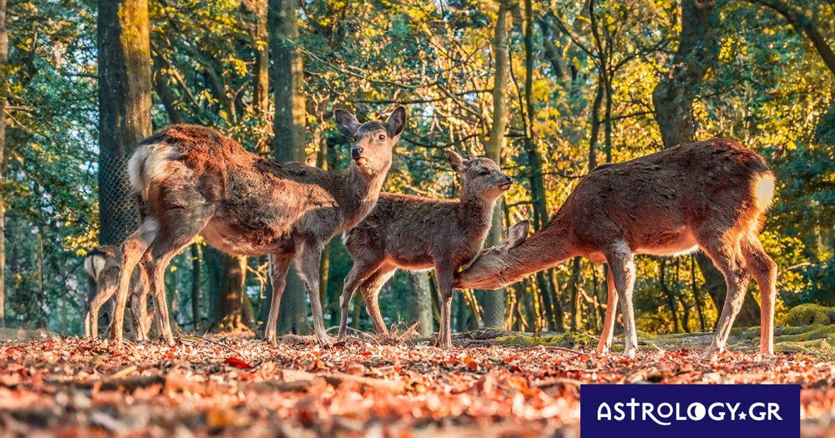 Διάβασε ΔΩΡΕΑΝ την προσωπική σου πρόβλεψη, για σήμερα 10/11/2023