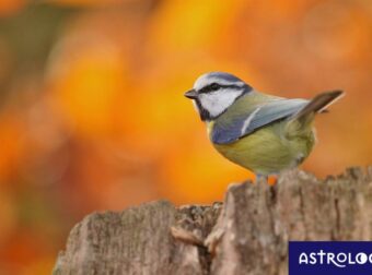 Διάβασε ΔΩΡΕΑΝ την προσωπική σου πρόβλεψη, για σήμερα 12/11/2023