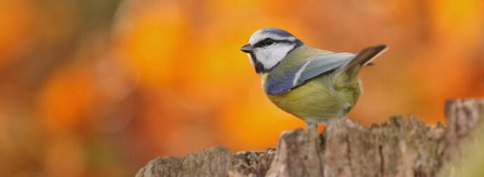 Διάβασε ΔΩΡΕΑΝ την προσωπική σου πρόβλεψη, για σήμερα 12/11/2023
