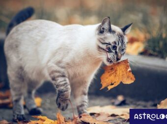 Διάβασε ΔΩΡΕΑΝ την προσωπική σου πρόβλεψη, για σήμερα 16/11/2023