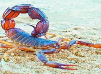 Ζώδια: Ο Σκορπιός των δυο άκρων – Τι λατρεύει και τι μισεί