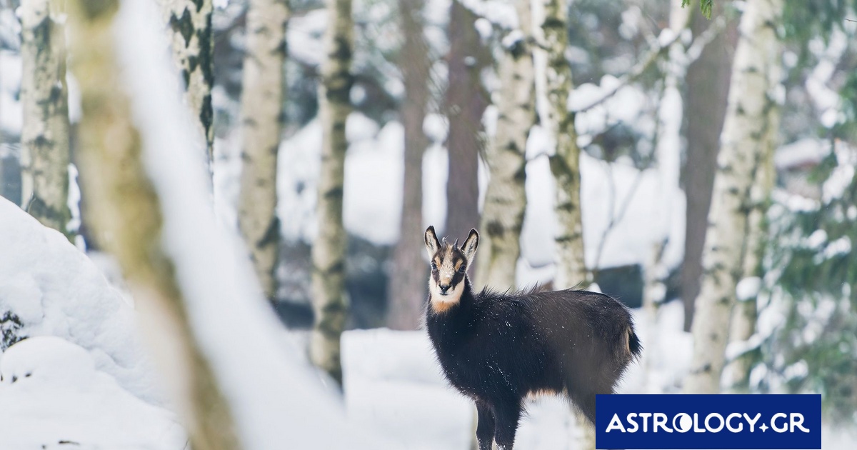 Διάβασε ΔΩΡΕΑΝ την προσωπική σου πρόβλεψη, για σήμερα 26/02/2024