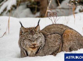 Διάβασε ΔΩΡΕΑΝ την προσωπική σου πρόβλεψη, για σήμερα 10/02/2024