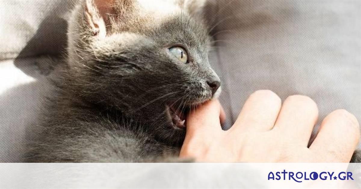 Εσείς ψηφίσατε τα ζώδια που θα «δάγκωναν» το χέρι που τα ταΐζει