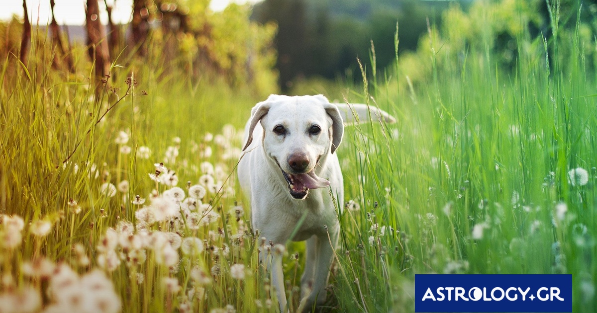 Διάβασε ΔΩΡΕΑΝ την προσωπική σου πρόβλεψη, για σήμερα 20/03/2024