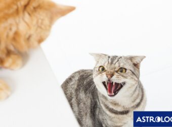 Δύο ζώδια που δεχτούν επίθεση, σήμερα, 14/03