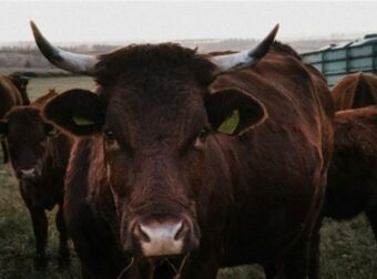 Δίας και Ουρανός στο ζώδιο του Ταύρου – Τι σας περιμένει από 21/4 έως 31/5