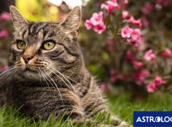 Διάβασε ΔΩΡΕΑΝ την προσωπική σου πρόβλεψη, για σήμερα 27/05/2024