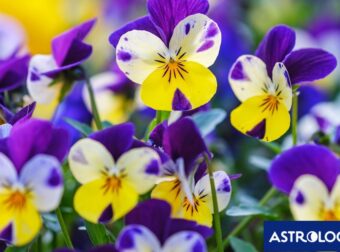 Διάβασε ΔΩΡΕΑΝ την προσωπική σου πρόβλεψη, για σήμερα 24/05/2024