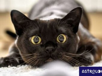 Οι 4 άντρες του ζωδιακού που εξιτάρονται από το παιχνίδι της γάτας με το ποντίκι