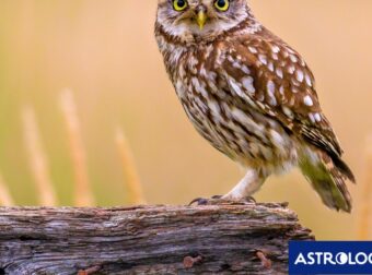 Διάβασε ΔΩΡΕΑΝ την προσωπική σου πρόβλεψη, για σήμερα 16/06/2024