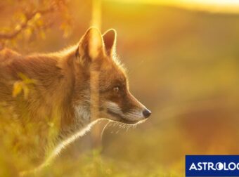 Διάβασε ΔΩΡΕΑΝ την προσωπική σου πρόβλεψη, για σήμερα 20/07/2024