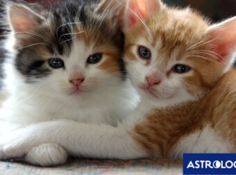 Δύο ζώδια θα έχουν περισσότερη συμπόνοια και κατανόηση, σήμερα, 13/08