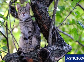 Δύο ζώδια θα κινηθούν με βάση το ένστικτό τους, σήμερα, 08/09