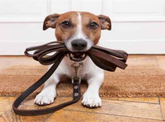 Τι μπορείς να μάθεις από ένα… σκύλο, ανάλογα με το ζώδιό σου!