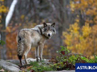 Διάβασε ΔΩΡΕΑΝ την προσωπική σου πρόβλεψη, για σήμερα 02/10/2024