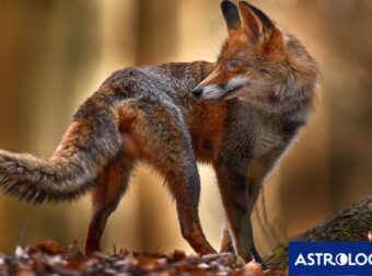 Διάβασε ΔΩΡΕΑΝ την προσωπική σου πρόβλεψη, για σήμερα 08/10/2024