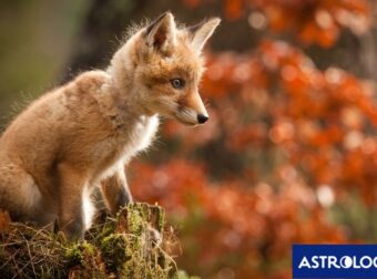 Διάβασε την προσωπική σου πρόβλεψη, για σήμερα 25/11/2024