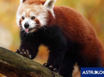 Διάβασε την προσωπική σου πρόβλεψη, για σήμερα 17/11/2024